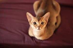 аллергия у кошек