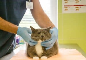 Преимущества стерилизации кошек