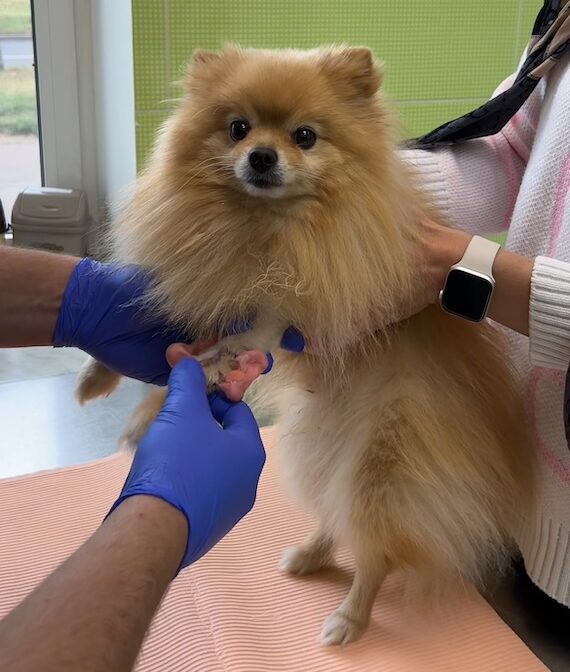 Ветеринарный ортопед в Минске