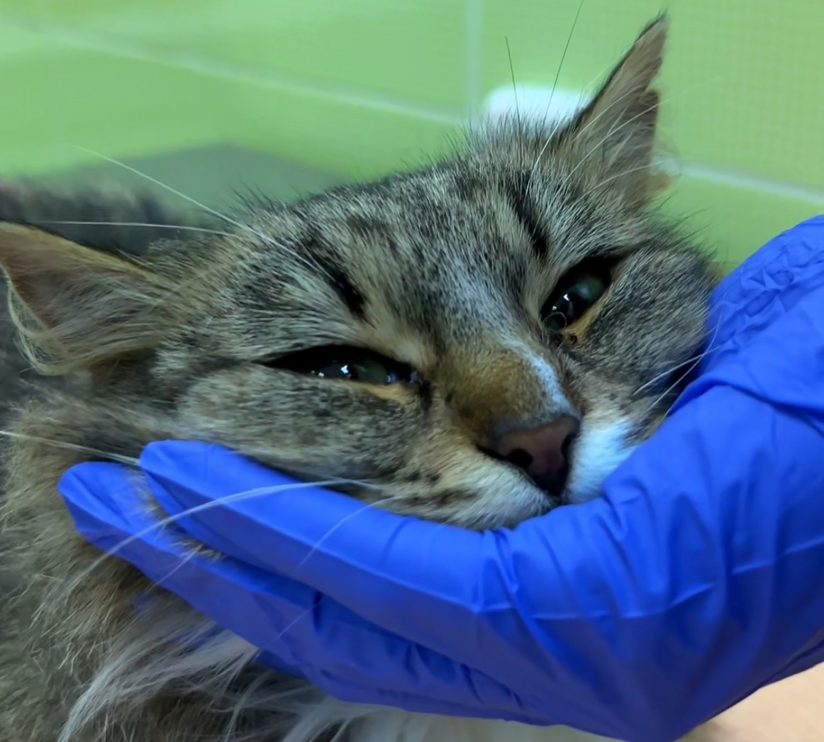 У кота гноится глаз