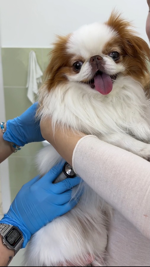 Эндоскопия для собак и кошек