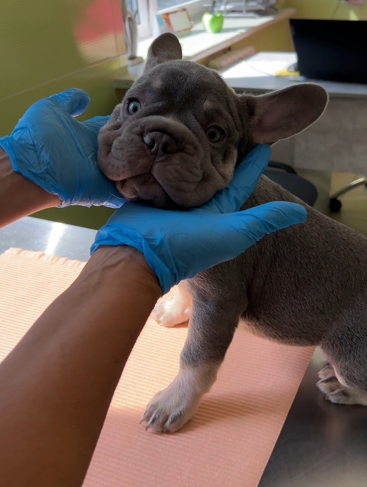 Синдром Кушинга у собак